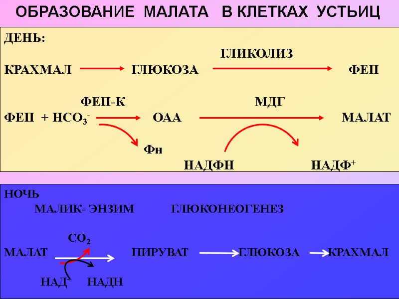 ОБРАЗОВАНИЕ  МАЛАТА   В КЛЕТКАХ  УСТЬИЦ  ДЕНЬ:   
